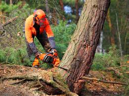 Professional Tree Services in Stapleton, AL