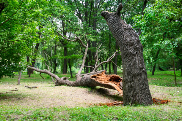 Best Root Management and Removal  in Stapleton, AL