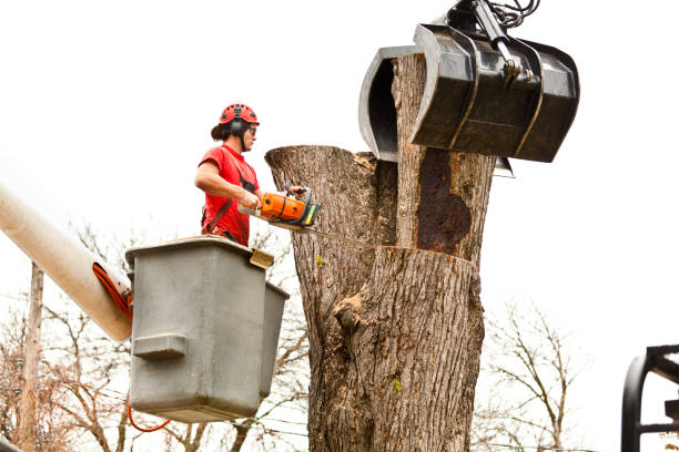 How Our Tree Care Process Works  in  Stapleton, AL